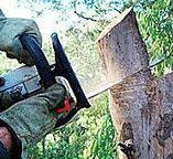 Best Tree Risk Assessment  in Bonners Ferry, ID