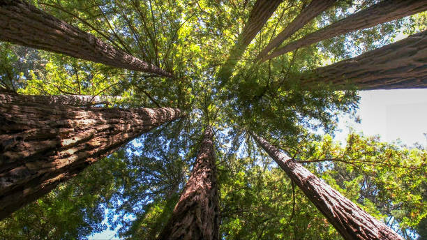 Best Tree and Shrub Care  in Bonners Ferry, ID