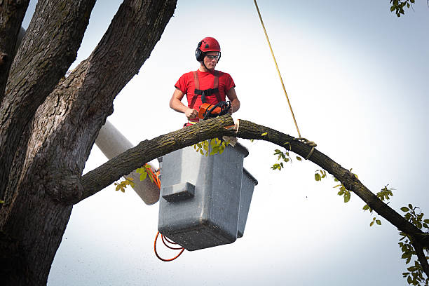 Best Tree Preservation Services  in Bonners Ferry, ID