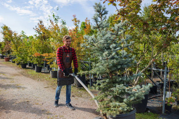 Best Hazardous Tree Removal  in Bonners Ferry, ID