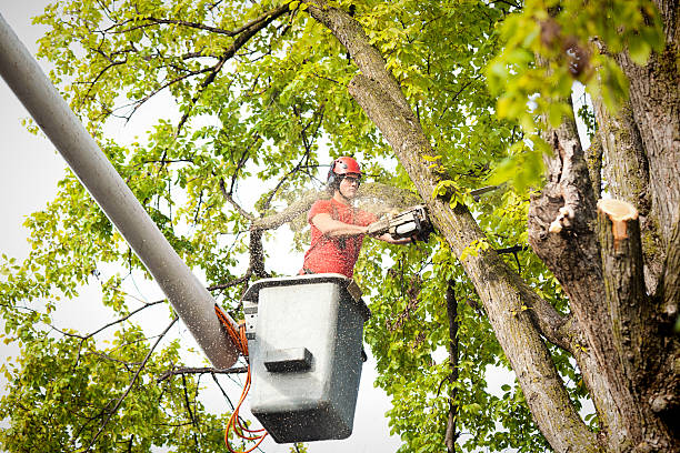 Best Arborist Consultation Services  in Bonners Ferry, ID