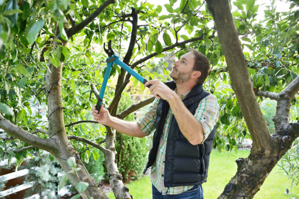 Tree and Shrub Care in Bonners Ferry, ID